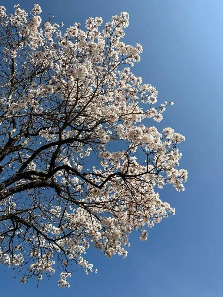 Árvore em plena floração contra um céu azul