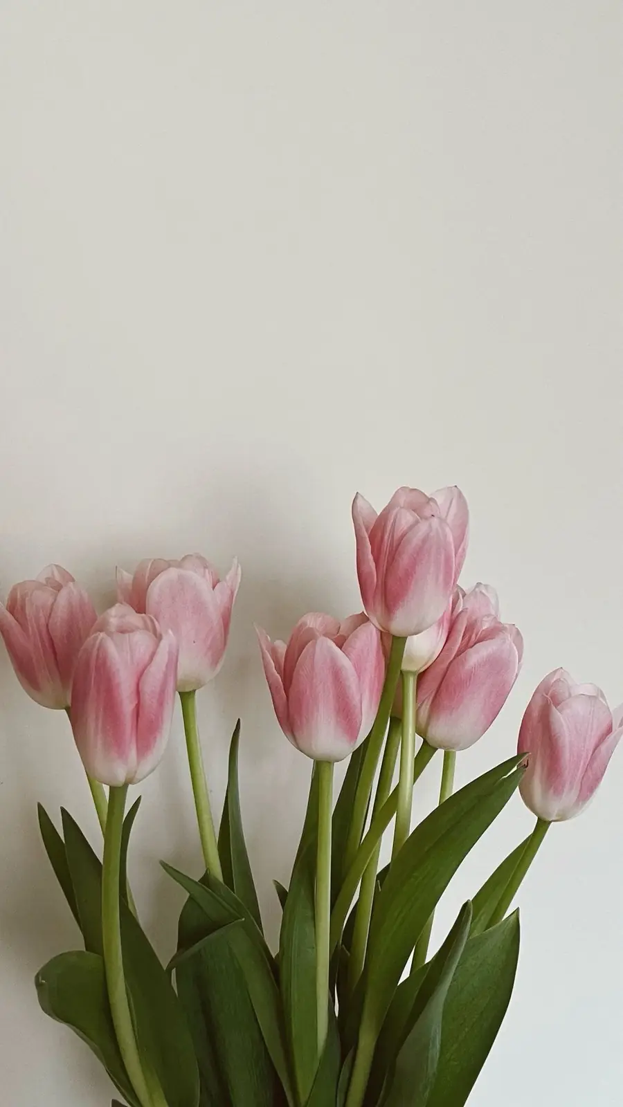 Tulipas cor-de-rosa sobre fundo claro